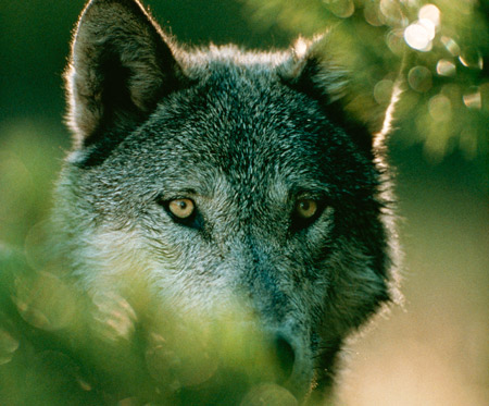 Gray Wolf With Blue Eyes