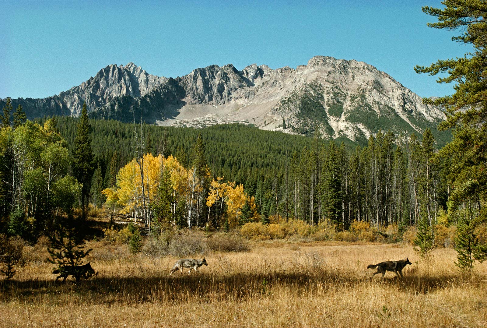 Protected: Judge Rules USFWS Violated ESA Protections for Northern Rockies Wolves