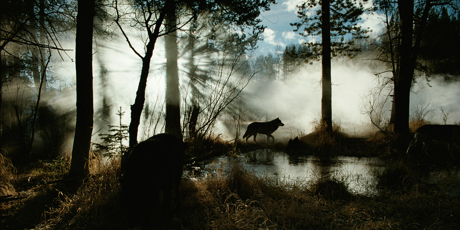 Gray Wolves