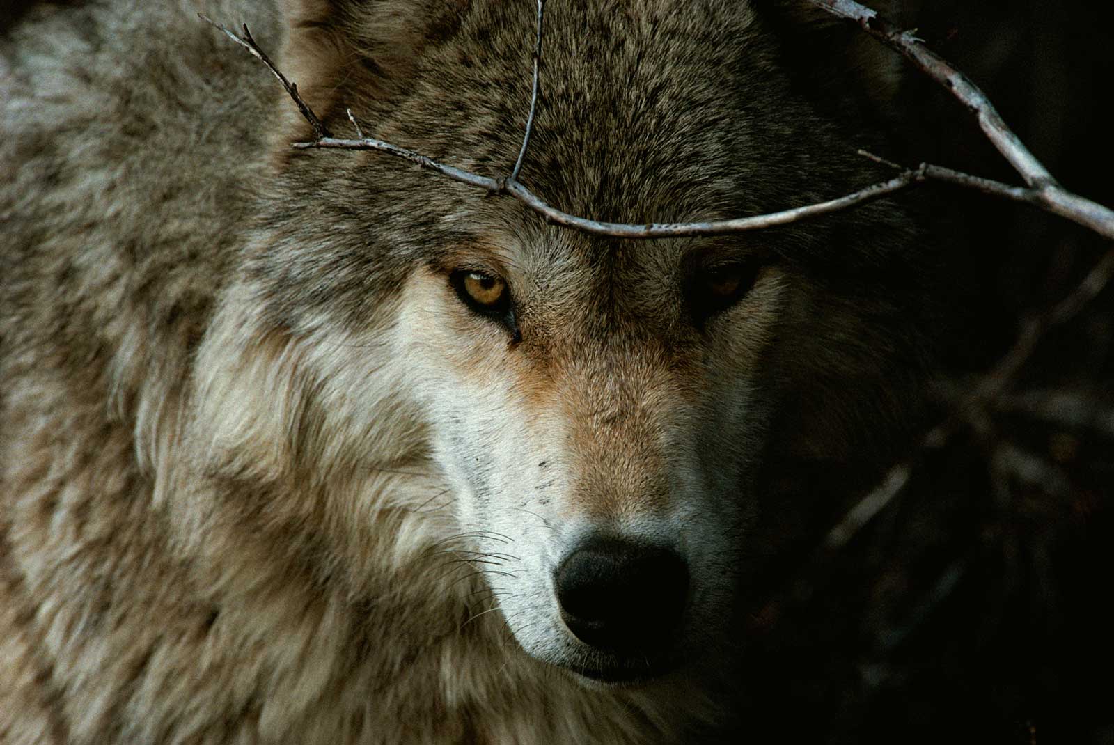 The Grey Alpha Wolf