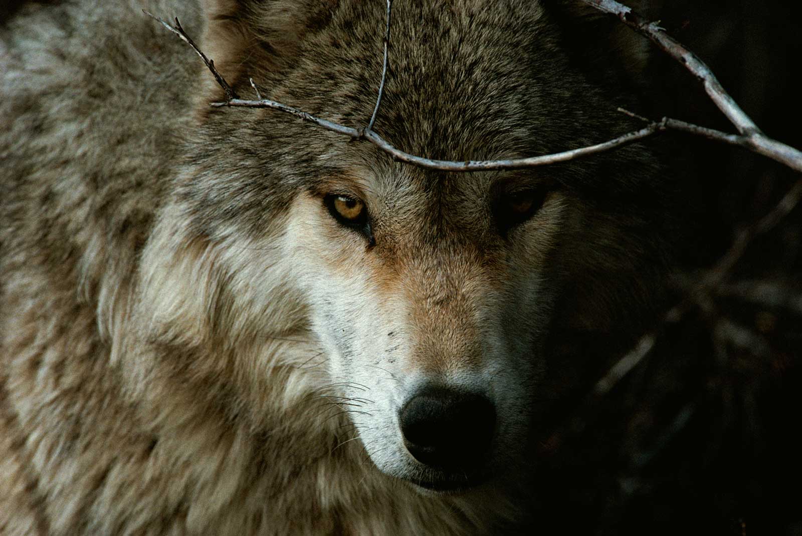 (c) Livingwithwolves.org