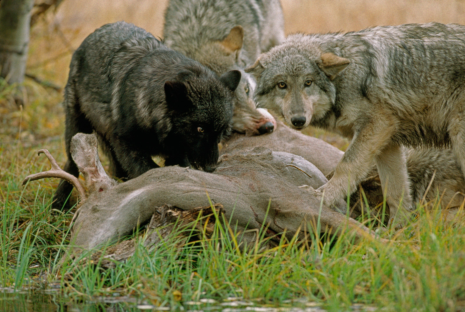 Tackling the Myths - Living with Wolves