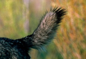 Wolf Submitting The Language of Wolves - Living with Wolves