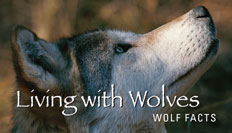 Wolf | Wolf Fact Card