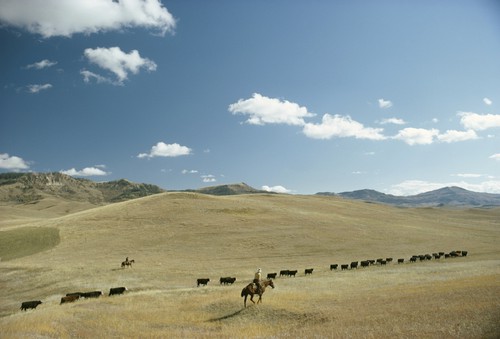 Ranching Solutions - Living with Wolves