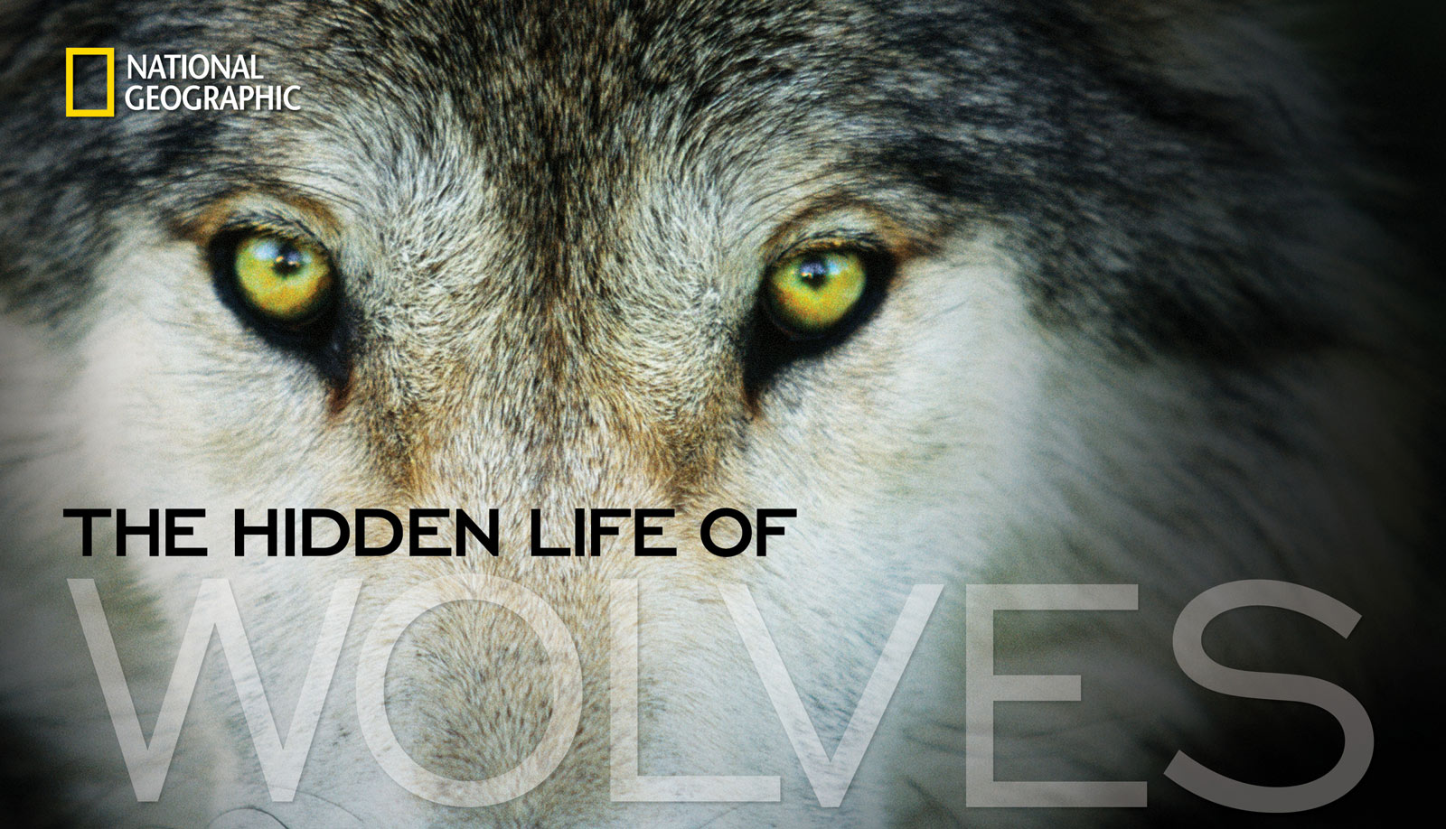 By providing over 40,000 readers with vital information through our National Geographic book, The Hidden Life of Wolves.