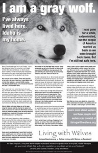 Wolf | I am Gray Wolf