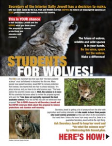 Wolf | Living with Wolves Student Flyer