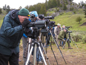 Living with Wolves | Ecotourism | Sawtooth Pack