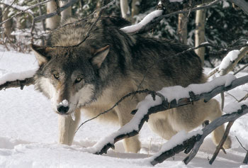 Lakota (Lah-COAT-ah)