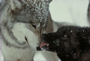 Wolf | Wolves Bond