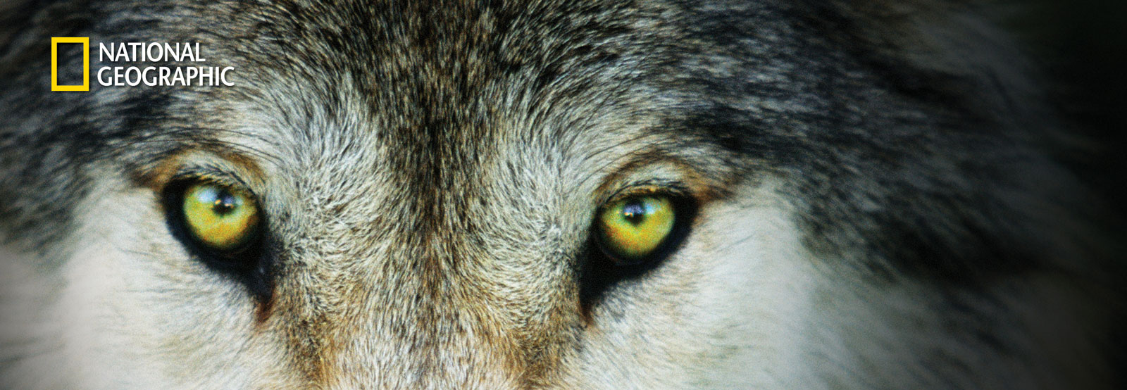 Wolf | National Geographic book - Living with Wolves