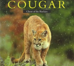 cougar