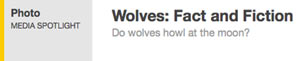 Wolves | Fact and Fiction