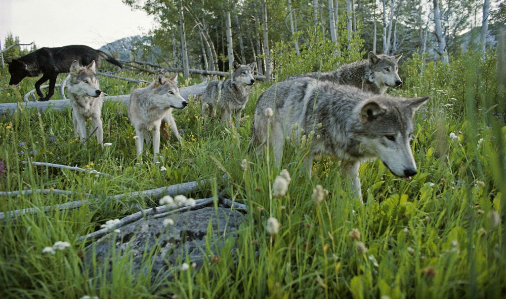 Gray Wolves in the Sawtooth Mountains