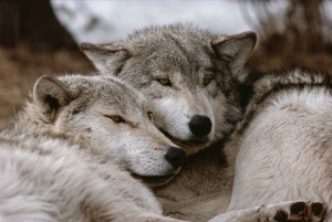 Wolf | Gray wolf socialization