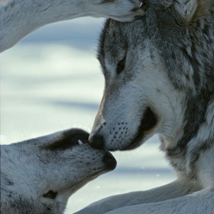 kyngs4_0166-copy