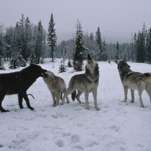 Living with Wolves Board of Directors