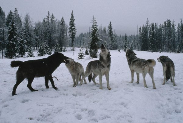 Living with Wolves Board of Directors