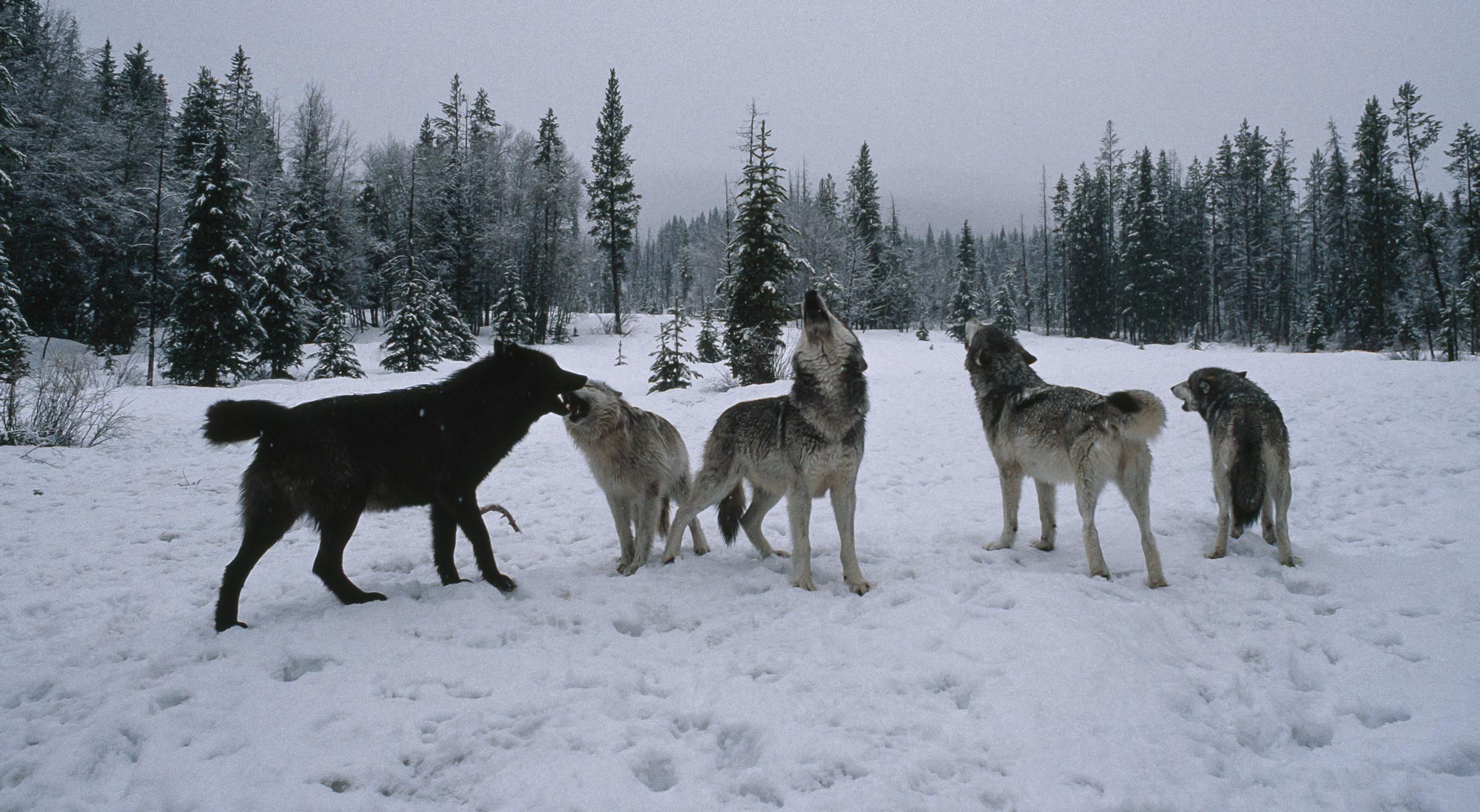 Living with Wolves Board of Directors