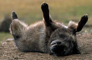 Last grey wolf of the Sawtooth Pack