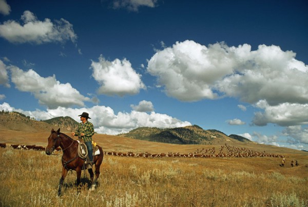 Range rider protecting his heard