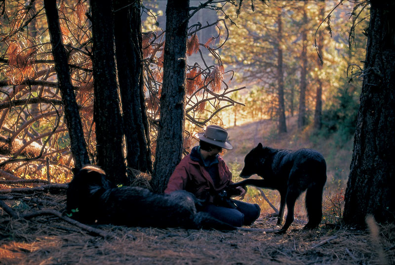 Jamie Dutcher and grey wolves