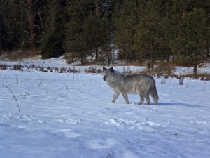 Last grey wolf of the Sawtooth Pack