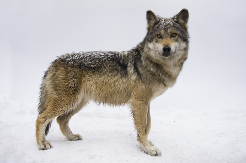 The Gray Wolf: Animals of North America - WorldAtlas