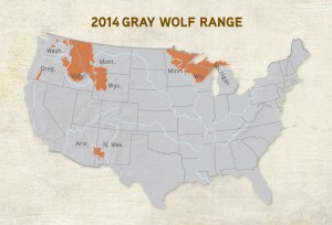 Wolf Range | Gray Wolf