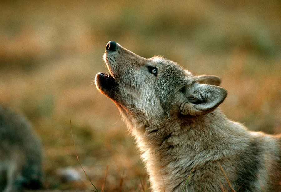The Language Of Wolves Living With Wolves - 