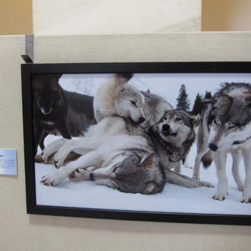 Living with Wolves traveling exhibit at Russell Senate Office Rotunda