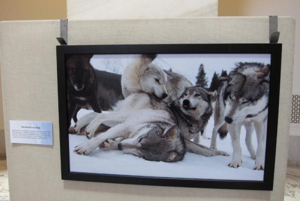 Living with Wolves traveling exhibit at Russell Senate Office Rotunda