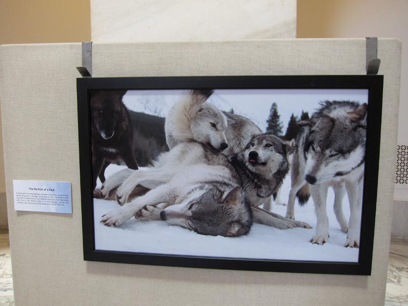 Living with Wolves traveling exhibit at Russell Senate Office Rotunda