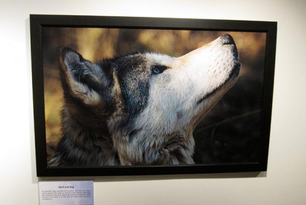 Living with Wolves traveling exhibit at Russell Senate Office Rotunda