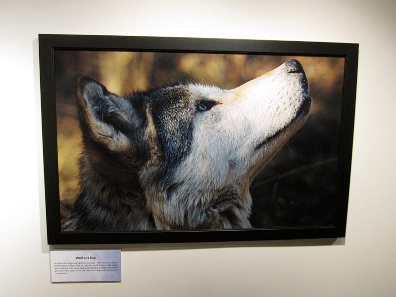 Living with Wolves traveling exhibit at Russell Senate Office Rotunda