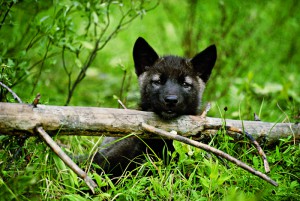 A nine-week-old gray wolf pup
