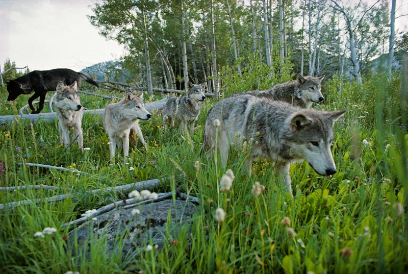 NGS5475 0076 Living with Wolves
