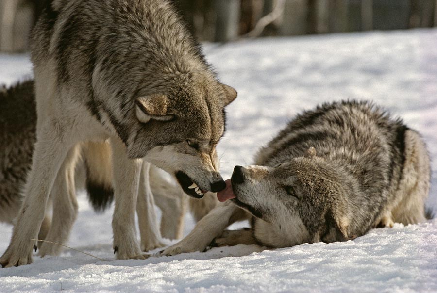 Wolf | Gray wolf growl
