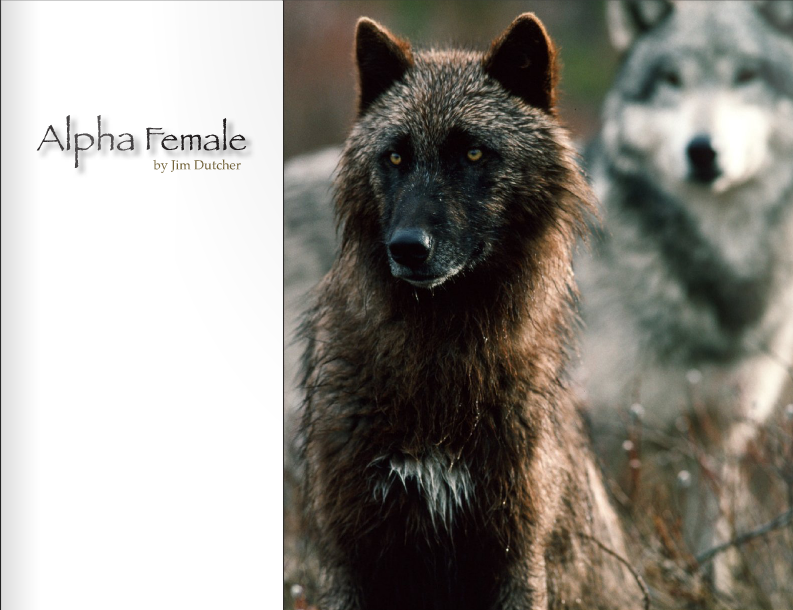 What Does Alpha Mean in A Wolf Pack?