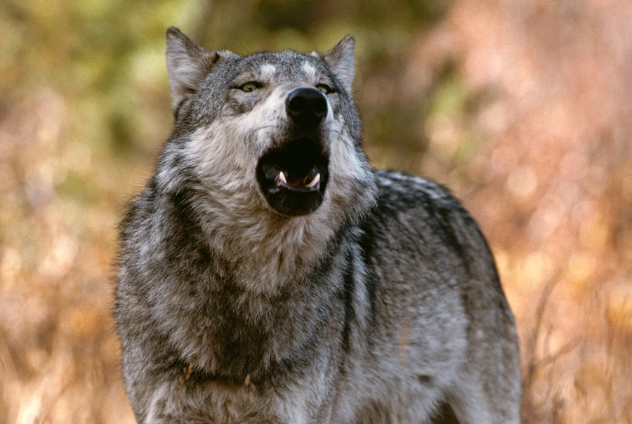 wolf | gray wolf bark