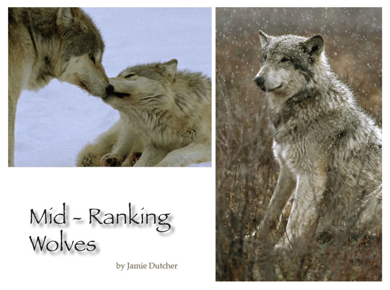 Sawtooth Pack Stories - Living with Wolves