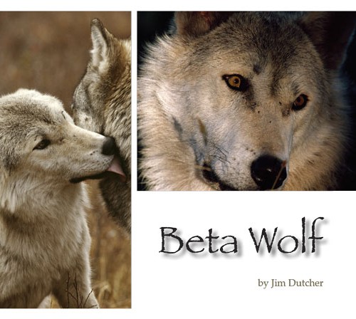 The Beta Wolf of the Sawtooth Wolf Pack