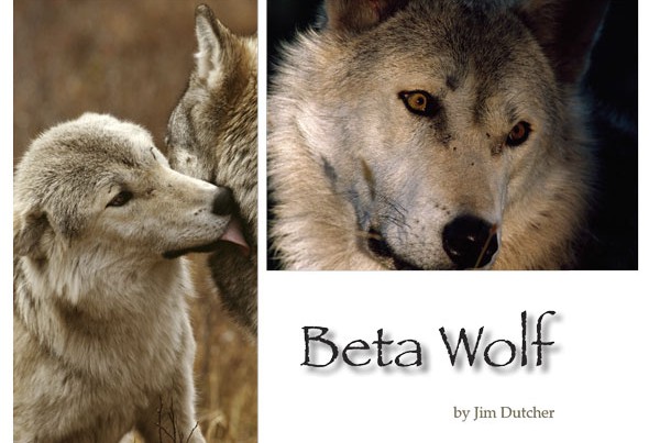 The Beta Wolf of the Sawtooth Wolf Pack