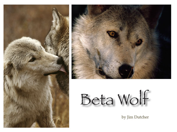 The Beta Wolf of the Sawtooth Wolf Pack