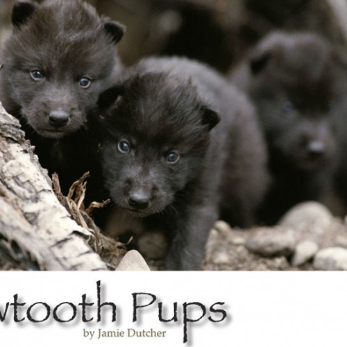 Sawtooth Pack Wolf Pups