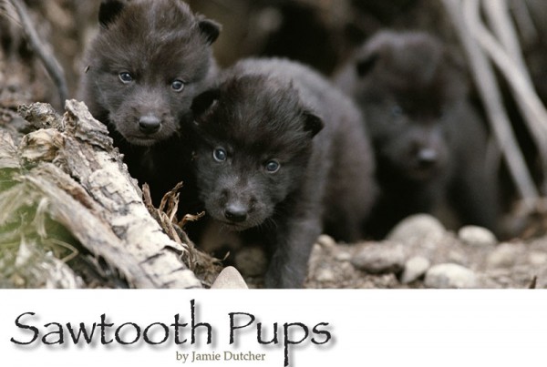 Sawtooth Pack Wolf Pups
