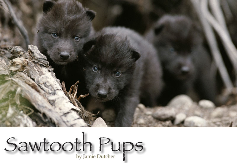 black wolf puppies