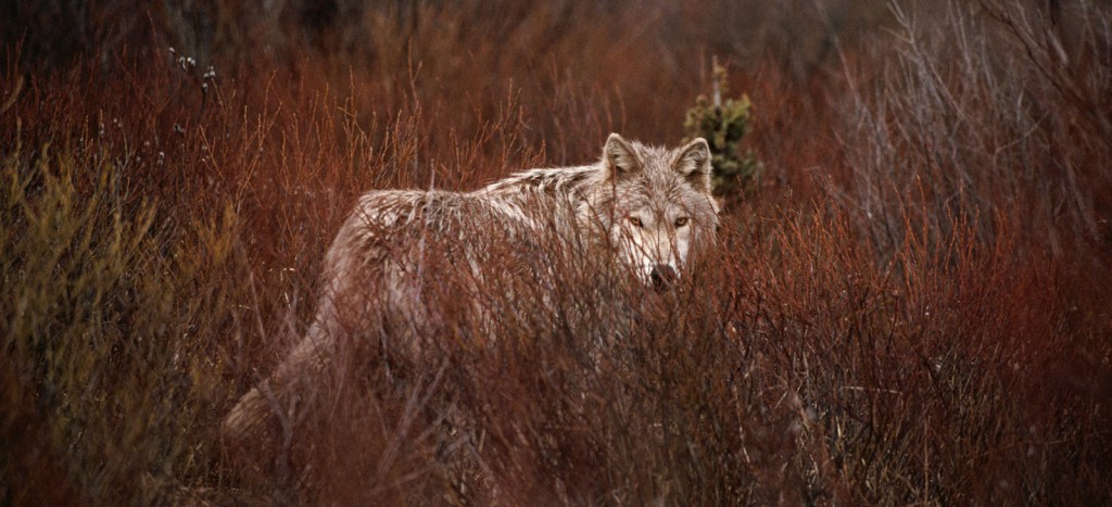 Wolf | Gray wolf in willows