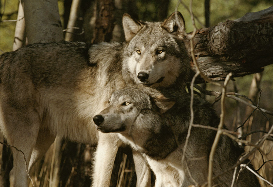 My WOLF VOCALS! (HOW TO)